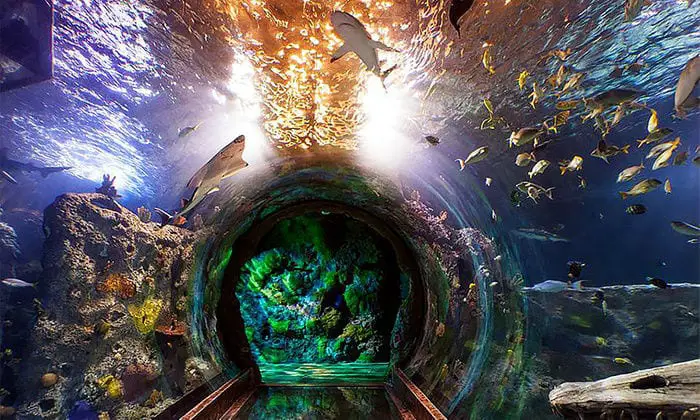 Sea Life Grapevine Aquarium: Coupons, Prices, Hours, & More