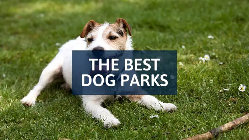 The Best Dog Parks in Dallas-Fort Worth