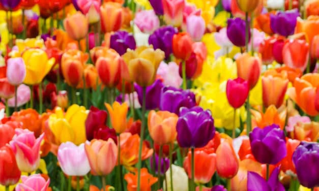 Looking for Spring Break Ideas near Dallas? Check out Tulipalooza