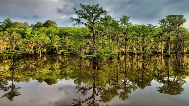 Caddo Lake State Park Near Dallas – Ranked Among Best In The US