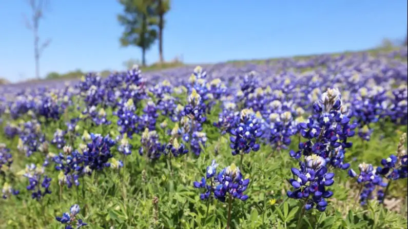 Texas Bluebonnets – 10 Best Bluebonnet Fields & Places In & Around Dallas
